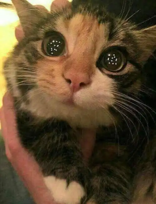 我的信已经寄出去好几天了,我望眼欲穿地等待着他的回信2望穿秋水