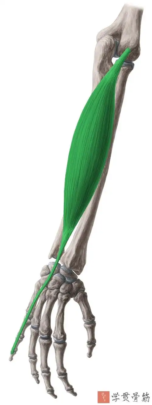 尺侧腕伸肌(extensor carpi ulnaris)起点:伸肌总腱起自肱骨外上髁