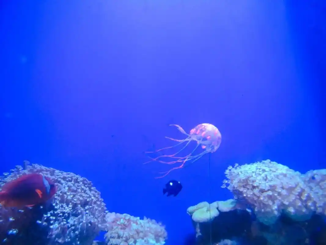 p>青岛 a target="_blank" href="/item/海底世界/14076862" data