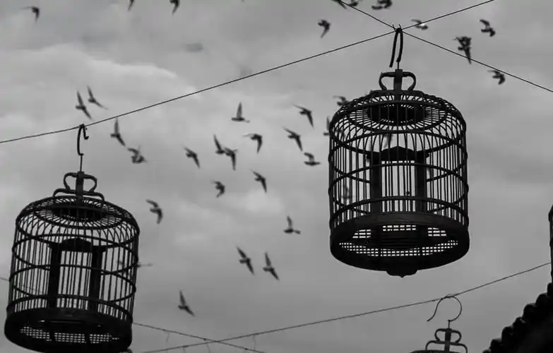 当鸟儿飞出鸟笼 抓拍于安仁古镇