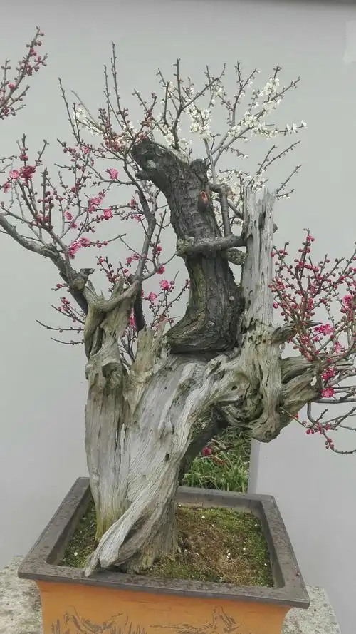 盆景老桩梅花
