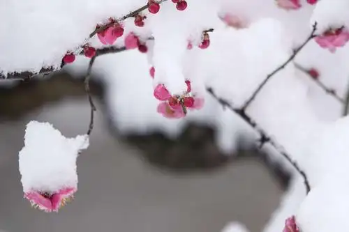 雪中探梅,踏雪寻梅, 写美篇《踏莎行·雪似梅花》宋  吕本中