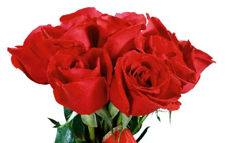 花世界!鲜花系列之玫瑰宽屏壁纸