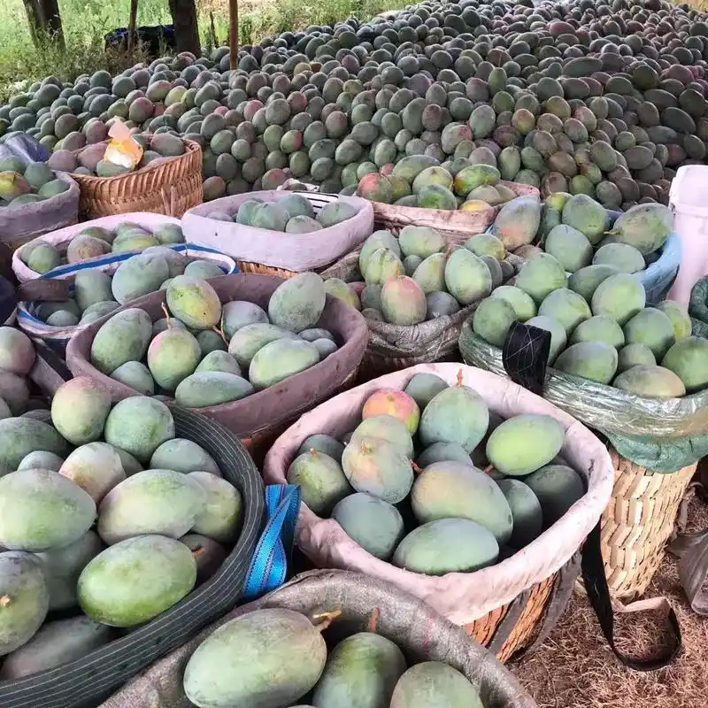 攀枝花的芒果批发市场 - 2020年最新商品信息聚合专区 - 百度爱采购