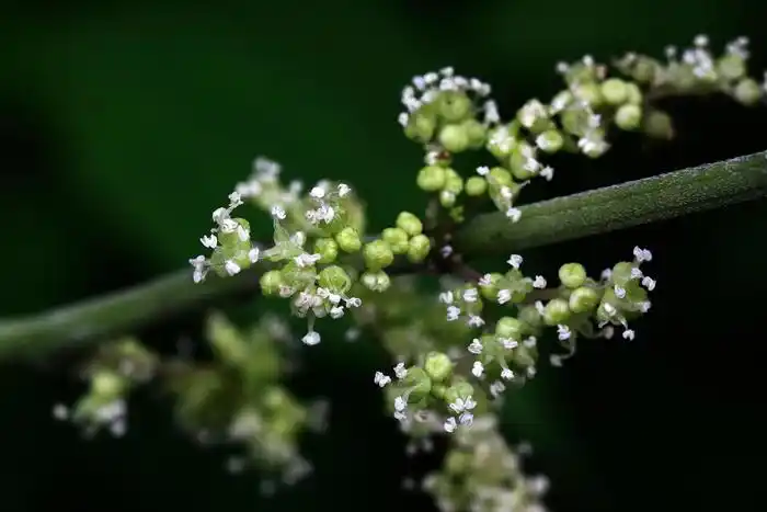 苎麻荨麻科苎麻属