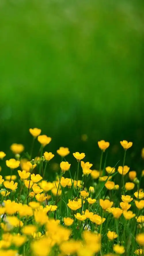 让你放松下吧～,绿色养眼的壁纸图片(绿色养眼小清新系列壁纸)