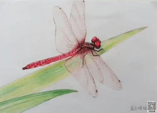 彩色铅笔画夏天绘画作品欣赏--漂亮的蜻蜓