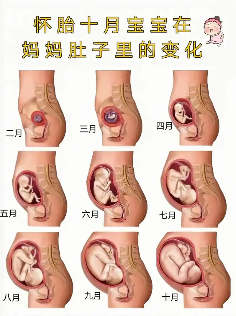 胎儿在妈妈肚子里的成长图,每个妈妈都是伟大的91,所以爸爸们 - 抖