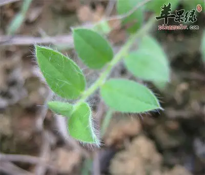 白毛将的功效与作用