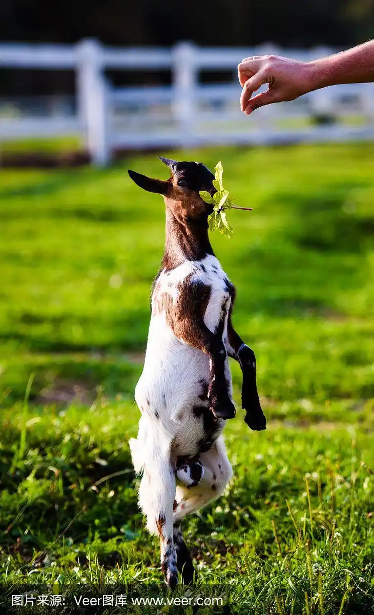 棕色的小山羊站在夏天的草地上.可爱和有趣.