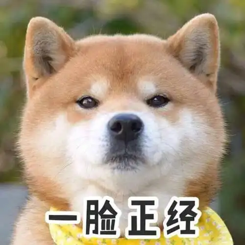 一脸正经柴犬表情包67柴犬萌萌哒表情