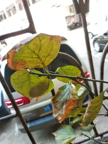 求教盆栽病虫害的,一颗红梅和海叶子表面像被涂抹了一层又白又黑的