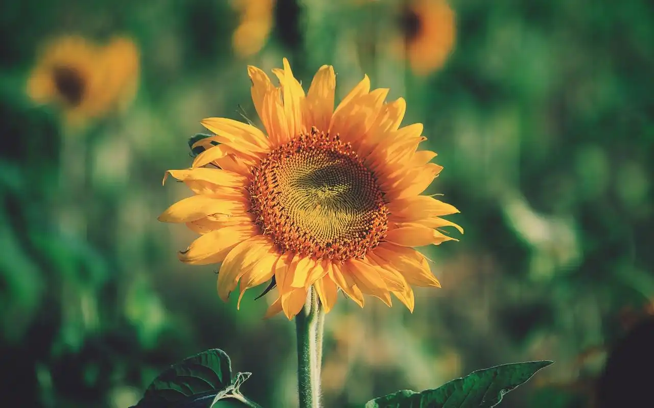 首页 桌面壁纸 植物壁纸 唯美向日葵高清图片电脑壁纸上一张 下一张