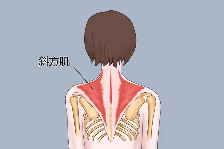 女生正常的斜方肌图片