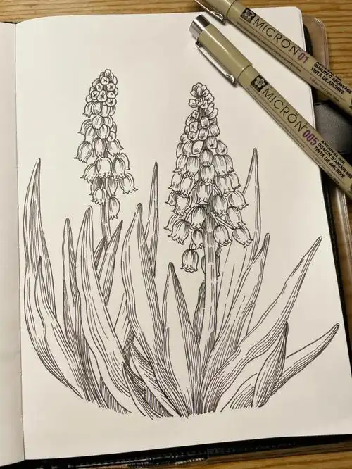 针管笔手绘花卉临摹葡萄风信子附过程