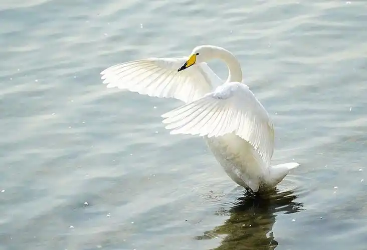 山东荣成烟墩角观看天鹅片段