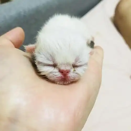 今天刚出生的小猫,母猫不会照顾怎么人工喂养