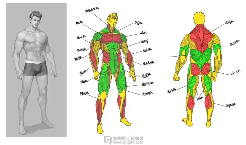 动漫插画之男性人体肌肉解析