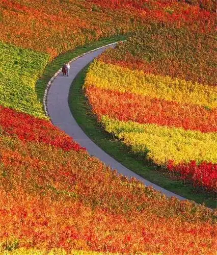 摄影:色彩斑斓的世界,惊人的大地盛装