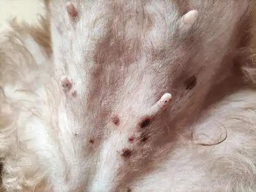 讨论狗狗肚子上突然出现的斑是怎么回事