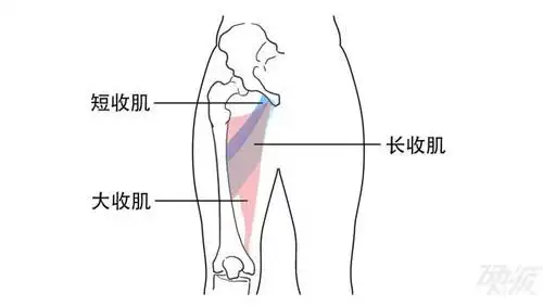 大腿内侧肌群,主要指的是大腿内收肌.· 大腿内侧肌群,有啥用?