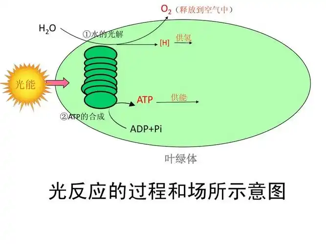 广西崇左市龙州县高级中学高二生物《光合作用》课件ppt
