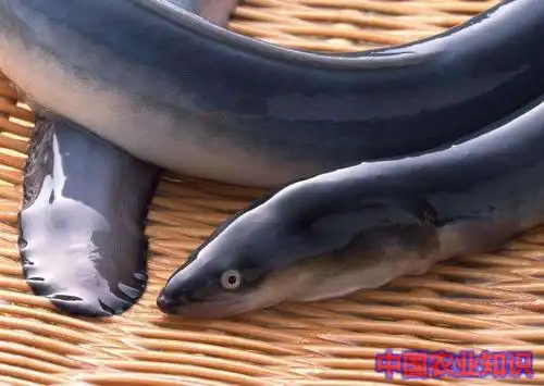 花鳗鱼的功效与作用,花鳗鱼的营养价值及功效_花卉才艺