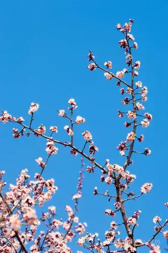 盛开的粉红色树木春天的杏花艺术背景树枝与粉红色花朵壁纸杏树的花