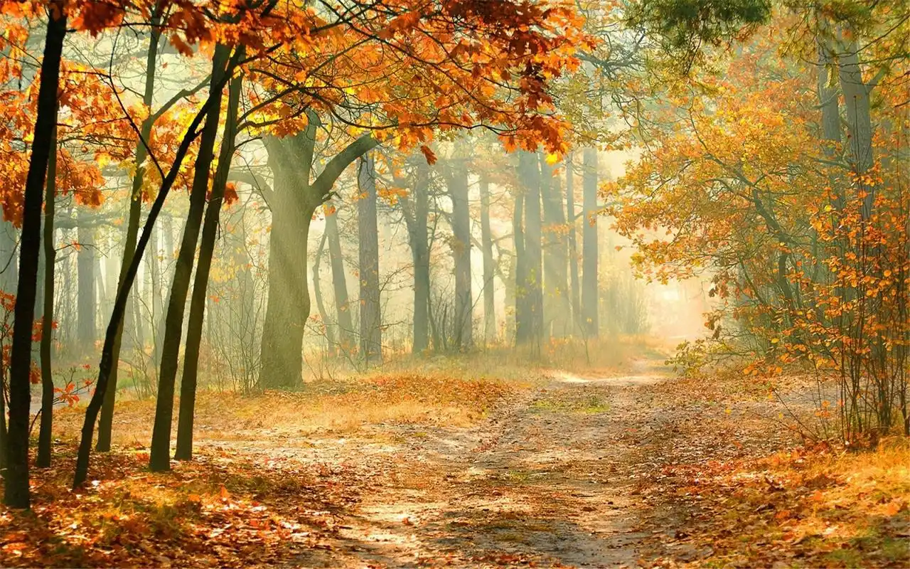 金黄色的唯美意境小路森林摄影高清壁纸图片大全