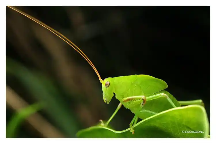 来自大山深处的蟋螽,色彩就是不同 img_1157 img_9851 img_0068 img