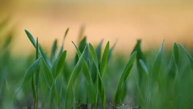 非洲草原上有一种尖毛草,最初的半年不但不往高长,还"倒长",它把力量