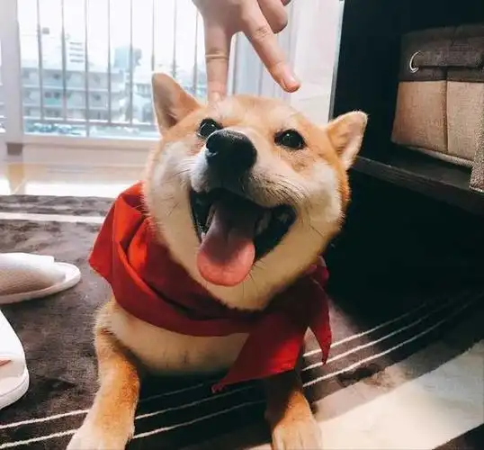 哎呀,狗狗真的是一种超级可爱的动物!