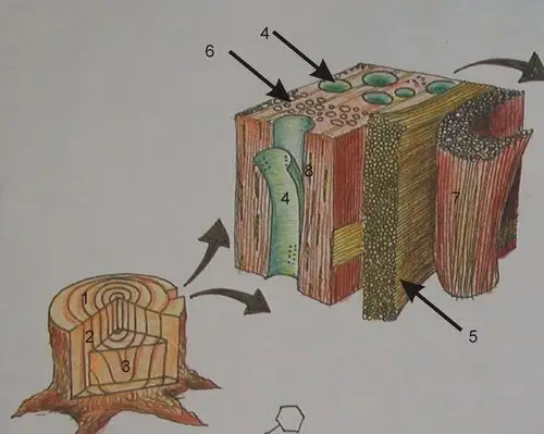 春材导管 5.大型木质线 6.秋材导管 7.纵向管胞 8.