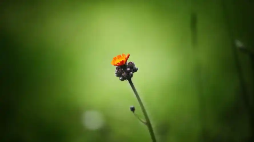 2021唯美的花卉图片壁纸