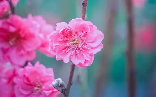 上一张 下一张 简介 唯美好看的粉色桃花图片电脑壁纸~清新养眼