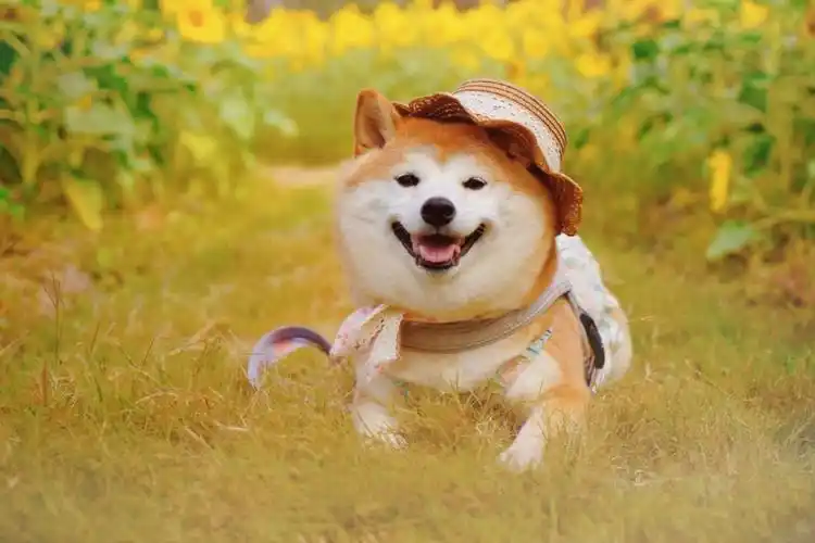 向日葵女孩柴犬miumiu治愈系微笑