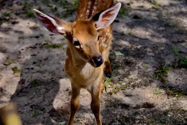 供游人观赏的梅花鹿幼崽