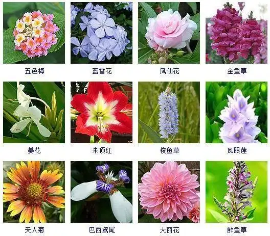 大千世界花卉千万种100多种家居观花植物图鉴