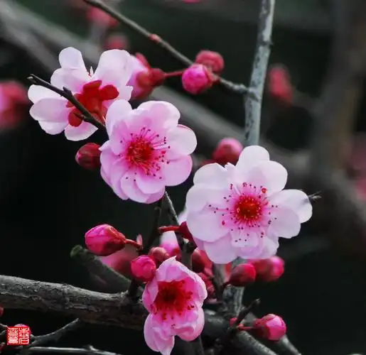 美人梅(引) - 人到中年 - 优雅竹林一闲人,疑是仙境落凡尘