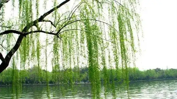 春风吹呀吹,吹入我心扉