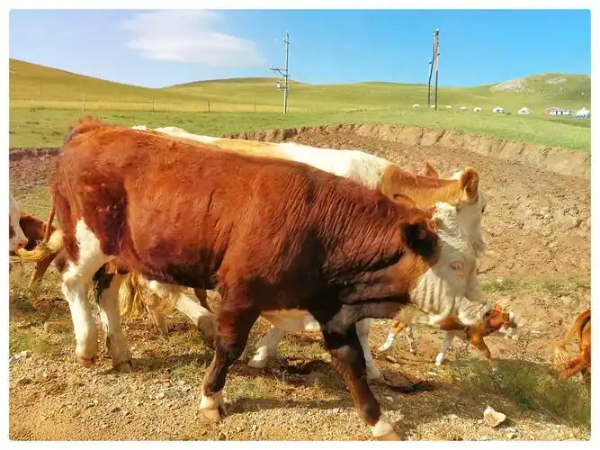 看那,肥壮的牛漫步行走,它很会寻找鲜嫩的草吃.