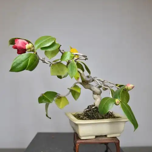 中国记忆日本茶梅出云大社红花小品盆景盆栽绿植