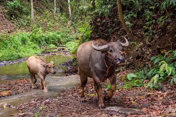 如今还有人分不清水牛黄牛?从这五点着手,你也是高手