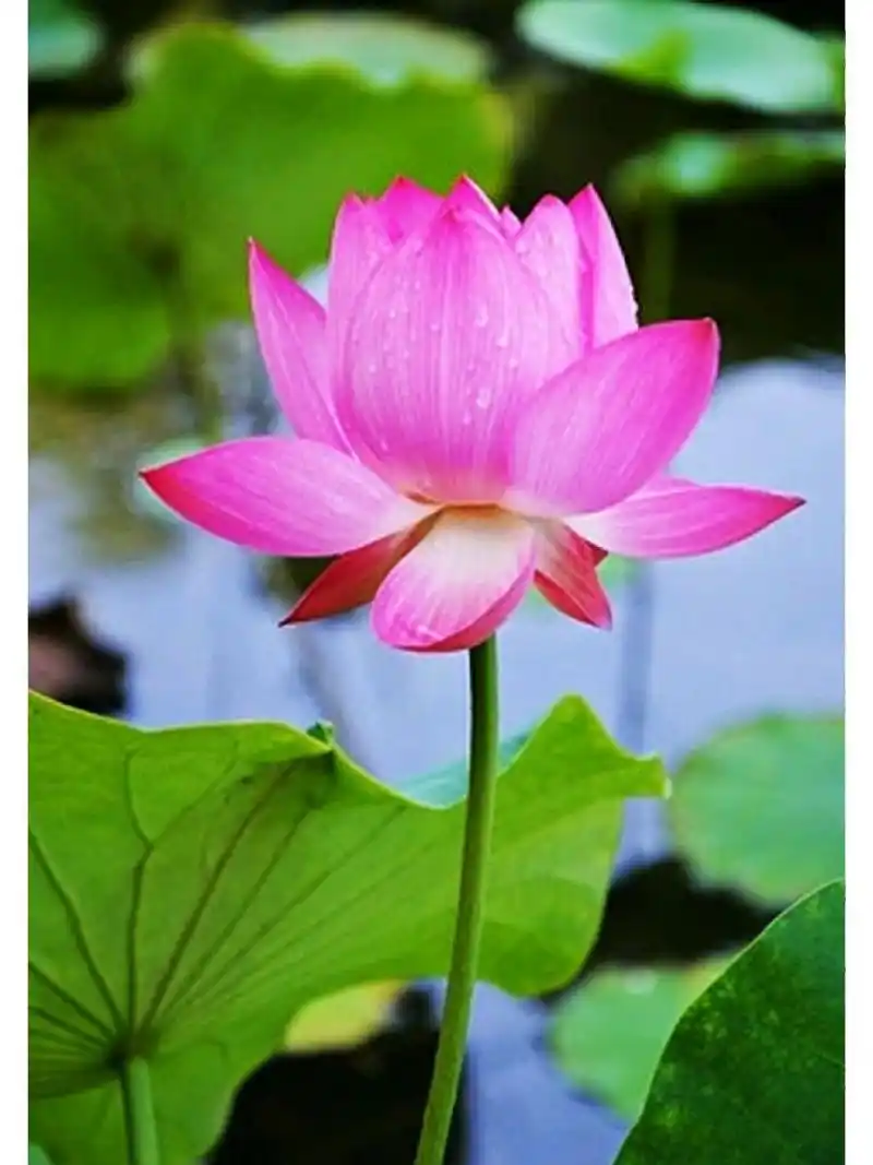 带露的荷花,在晶莹剔透的露珠点缀下,显得格外娇美,美的令人窒息,不忍