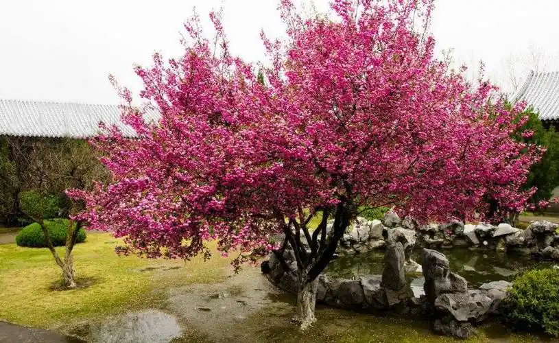 在院子里种海棠树好吗