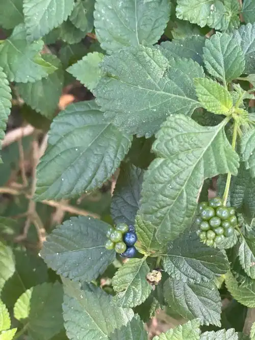 叶子比较香,像薄荷,看花又是鲜艳的,而且有小果实,求问植物名#植物