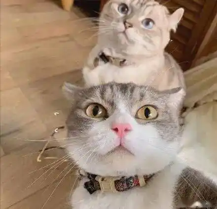 如果猫咪会自拍朋友圈会变成什么样