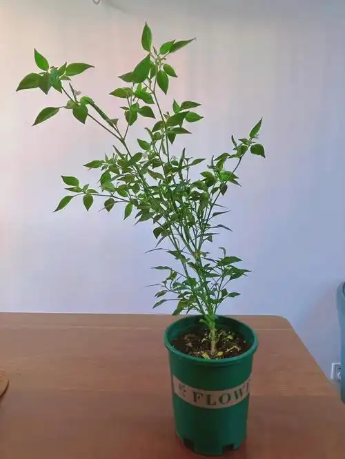 关于小小的辣椒长成一棵树