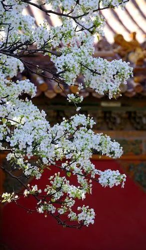 梨花图片 好看的梨花图片 梨花植物图片[12/17]_图片大全_美桌网