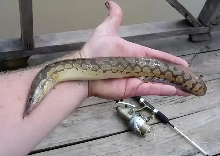 鸭多少钱一斤(过去常用来喂鸭的) - 价格百科